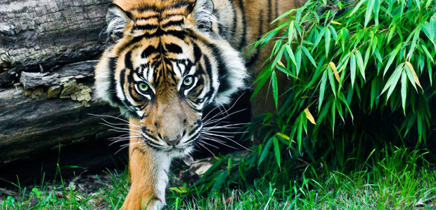Wildlife Wednesday: Sumatran Tigers