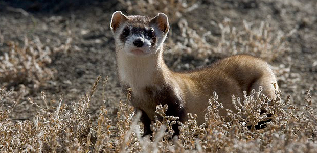 Wildlife Wednesday: Black-Footed Ferret