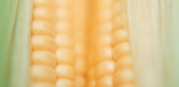 Genetic Engineering Faults