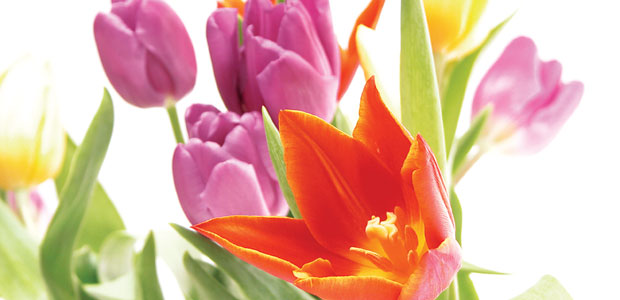 Mother’s Day Celebration