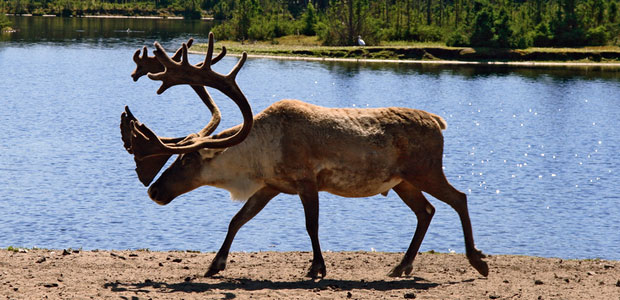 New Federal Government Plan to Save Threatened Alberta Caribou: Fence Them In