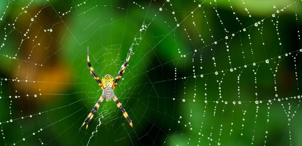 An Arachniphobe’s Nightmare: Invasive Species Results in Spider Explosion