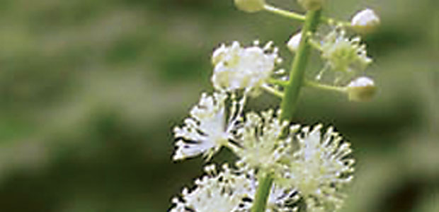 Black Cohosh