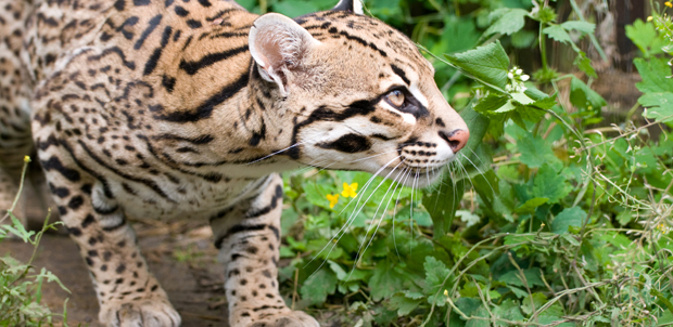 Wildlife Wednesday: Ocelot