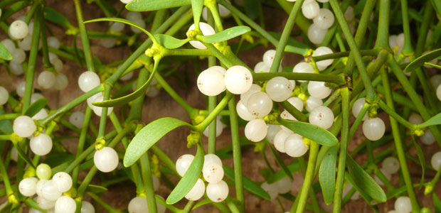 Mistletoe: An Alternative Treatment for Colon Cancer