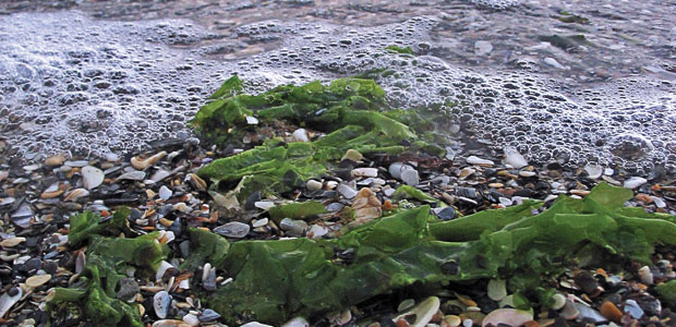 Spirulina & Chlorella