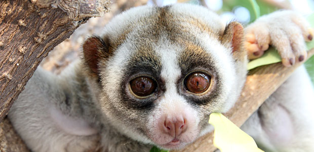Wildlife Wednesday: Slow Loris