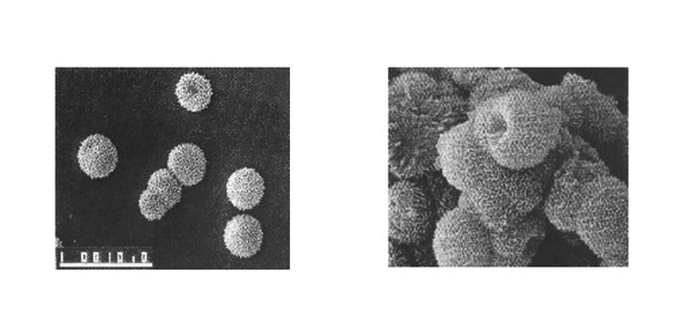 The Nanobacteria Revolution