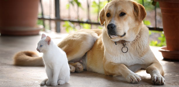 How Healthy Are Your Pets?