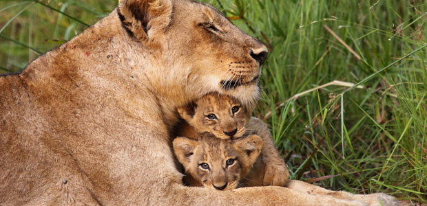 Wildlife Wednesday: African Lion