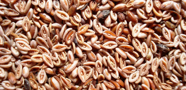 Fibre: A Multi-Purpose Friend