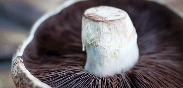 Vitamin D in Mushrooms