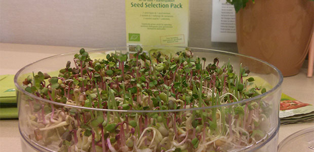 Sprouting Up All Over