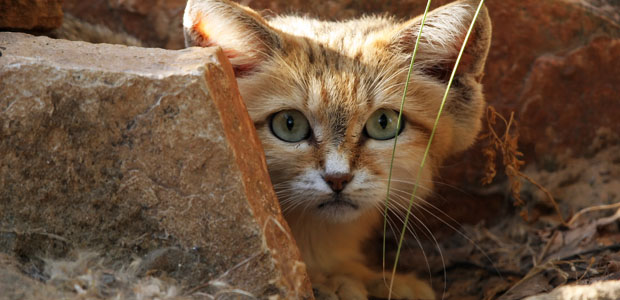 Wildlife Wednesday: Sand Cat