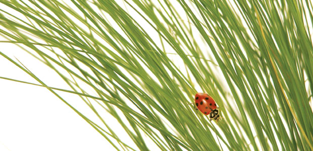 Essential Oils for Travel