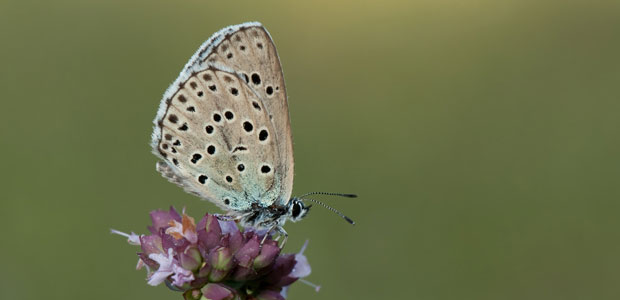Wildlife Wednesday: Large Blue Butterfly