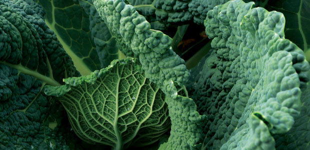 Fighting Cancer with Food