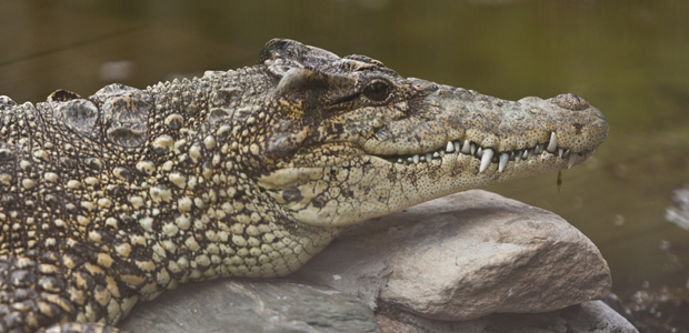 Wildlife Wednesday: Cuban Crocodile