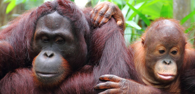 Wildlife Wednesday: Orangutans