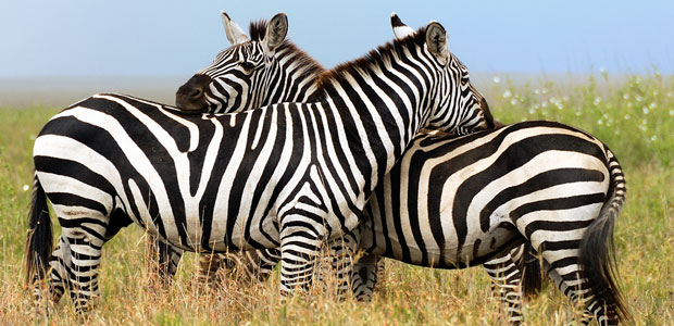 Wildlife Wednesday: Zebra