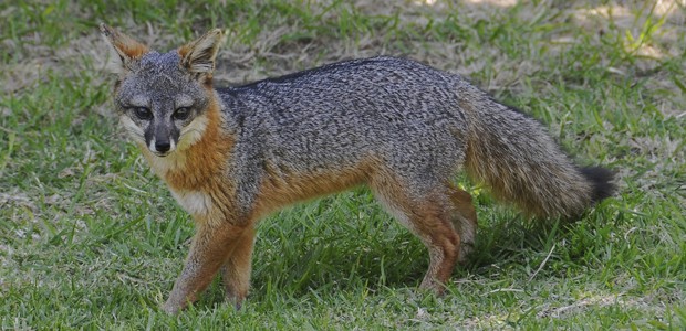 Wildlife Wednesday: Island Fox