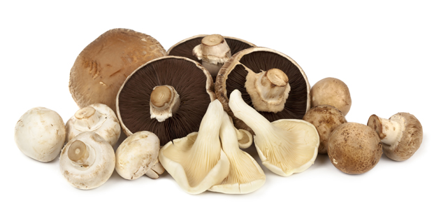 We’re Mad for Mushrooms on Mushroom Day