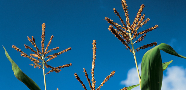 Capturing Carbon: The Latest Agricultural Trend