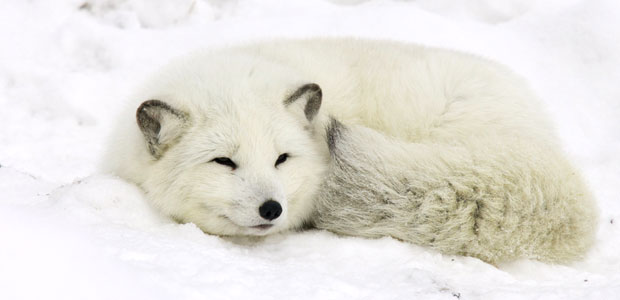 Wildlife Wednesday: Arctic Fox