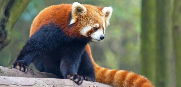 Wildlife Wednesday: Red Panda