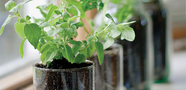 Grow Your Own Herbs