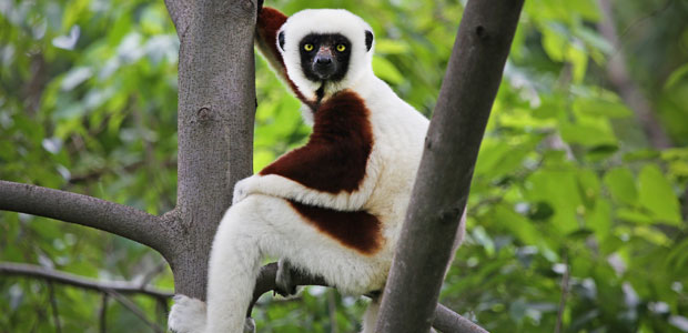 Wildlife Wednesday: Coquerel’s Sifaka