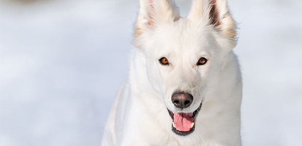 Dogs and Toxic Chemicals