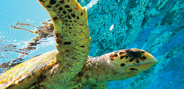 Eat, Drink, and Be Merry