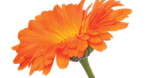 Controlled Inflammation