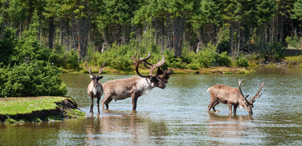 Threatened Alberta Caribou Continue To Decline Without Protection