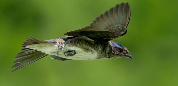 Wildlife Wednesday: Purple Martin