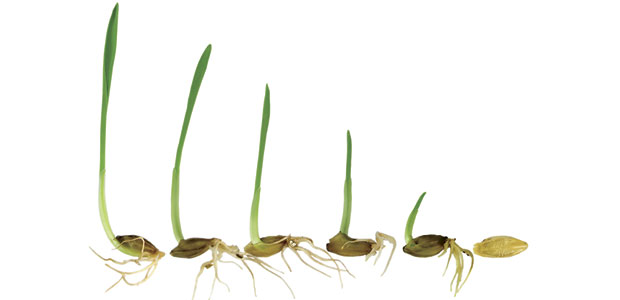 Sprouting Out All Over