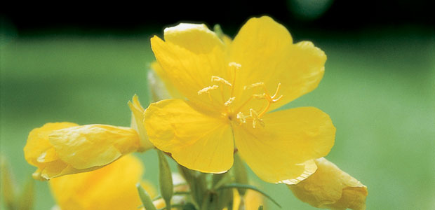 Evening Primrose Oil