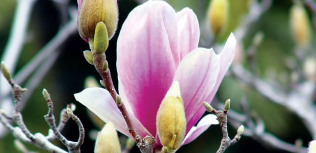 Natural Stress Reduction