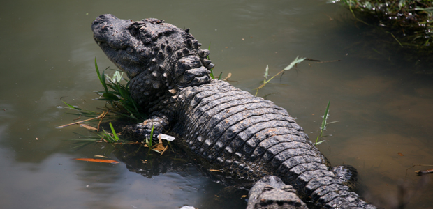 Wildlife Wednesday: Chinese Alligator