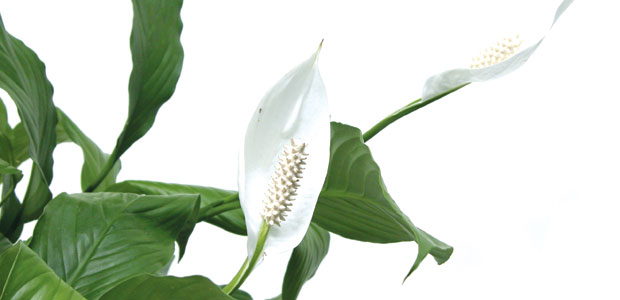 Nontoxic Natural Air Purifiers