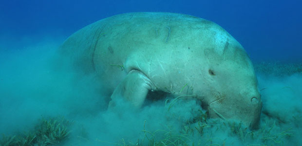 Wildlife Wednesday: Dugong