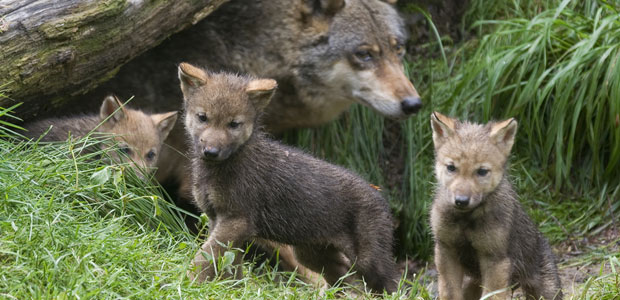 Wildlife Wednesday: Gray Wolf