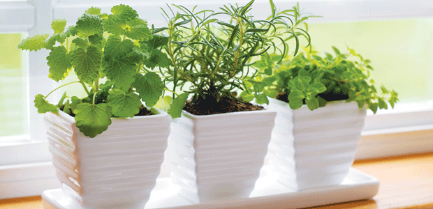 Your Indoor Herb Garden