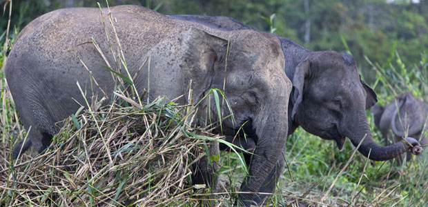 Wildlife Wednesday: Borneo Pygmy Elephant
