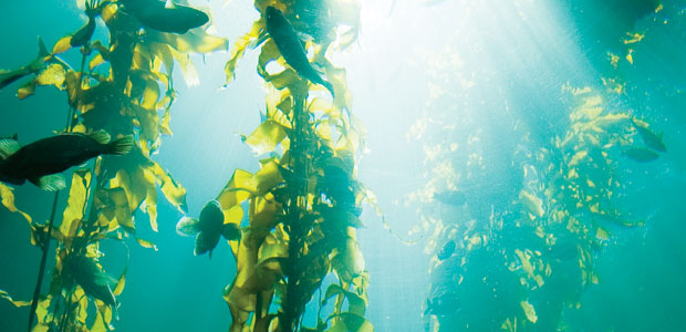 An Explosion of Iodine