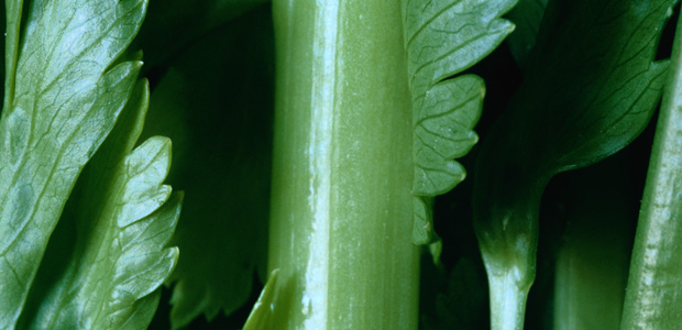 Jane Siberry’s Healthy Life