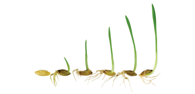 Sprouting Out All Over