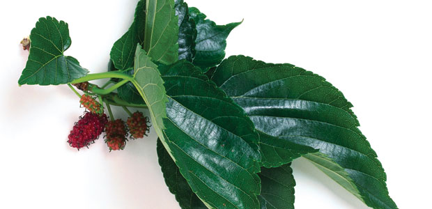 Here We Go Round the Mulberry Leaf