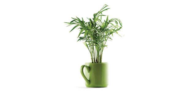 The Best Holiday Houseplants